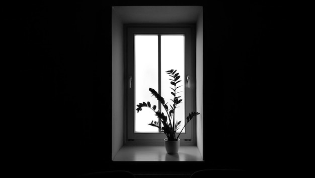Foto planten gezien door het raam thuis