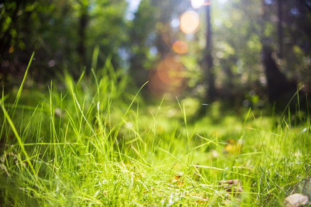 Planten, gras close-up in het bos. laag gezichtspunt in aardlandschap. grondbos op zonsondergang, de zomerachtergrond. wazig natuur achtergrond kopie ruimte. park lage scherptediepte