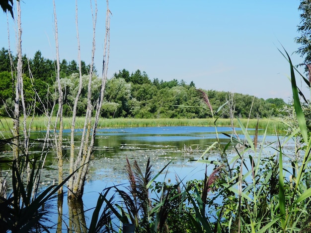 Planten groeien bij het meer tegen de lucht