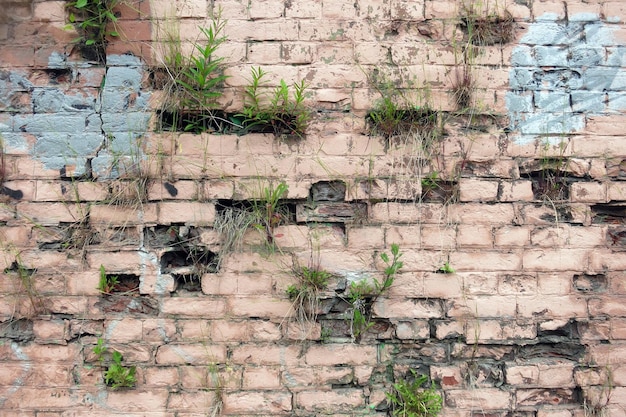Planten groeien in het metselwerk Leven in verwoeste gebouwen