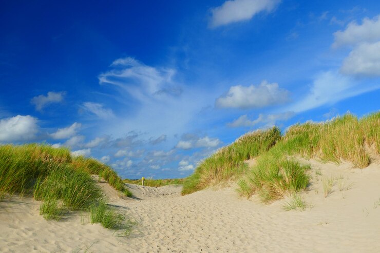 Foto planten groeien op een zandstrand tegen een blauwe lucht.