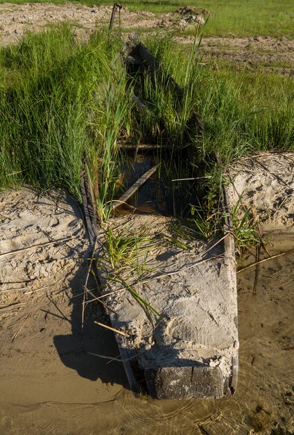 Planten groeien op gezonken boot