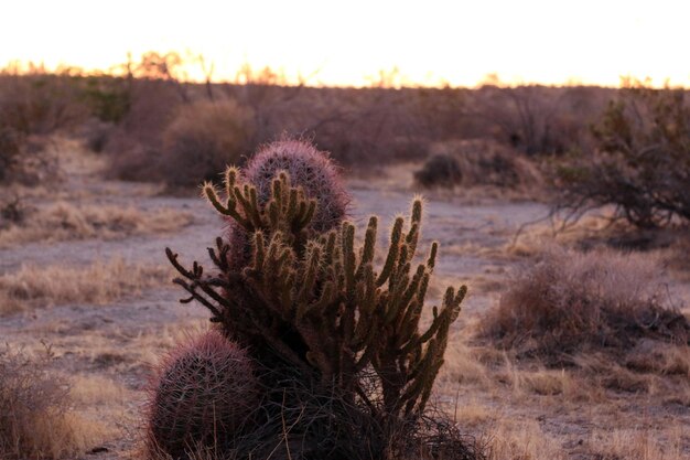 Foto planten groeien op het land tegen de lucht.