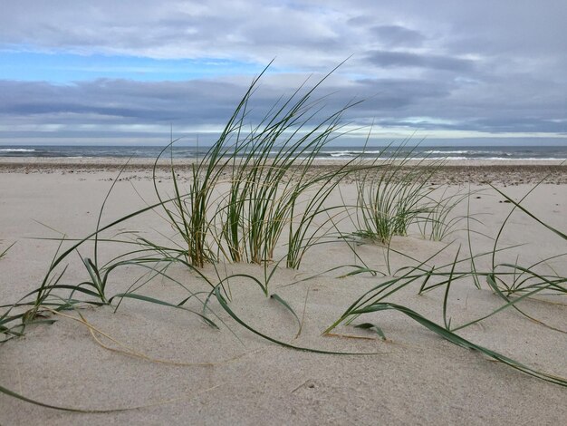 Planten groeien op het strand tegen de lucht