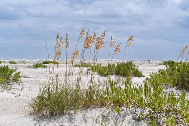 Foto planten groeien op het strand tegen de lucht