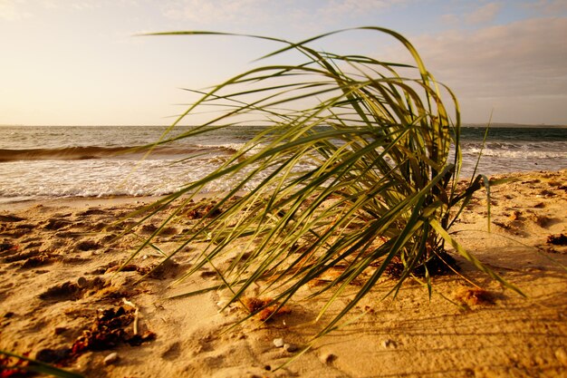 Foto planten groeien op het strand tegen de lucht