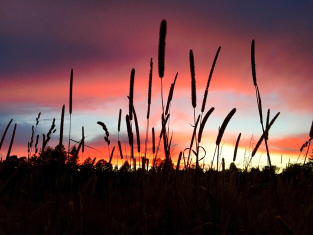 Foto planten groeien op het veld bij zonsondergang