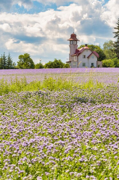 Foto planten groeien op het veld door tegen de lucht te bouwen.