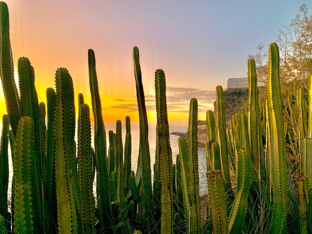 Foto planten groeien op het veld tegen de hemel tijdens de zonsondergang