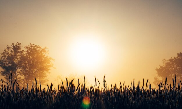 Planten groeien op het veld tegen de hemel tijdens de zonsondergang