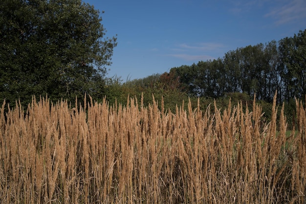 Planten groeien op het veld tegen de lucht