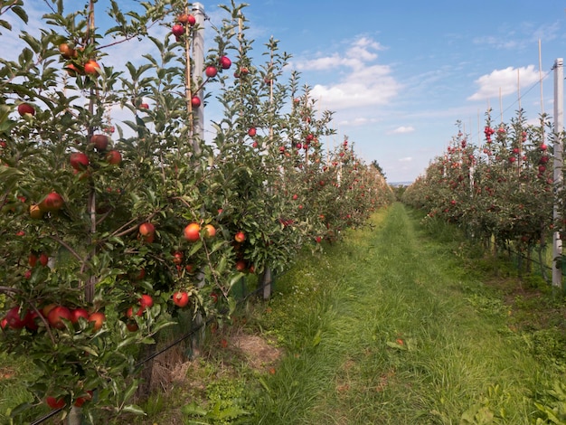 Foto planten groeien op het veld tegen de lucht