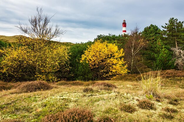 Foto planten groeien op het veld tegen de lucht