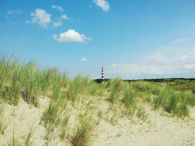 Foto planten groeien op het veld tegen de lucht