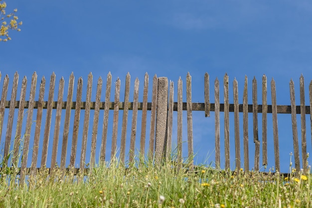 Planten groeien op het veld tegen de lucht