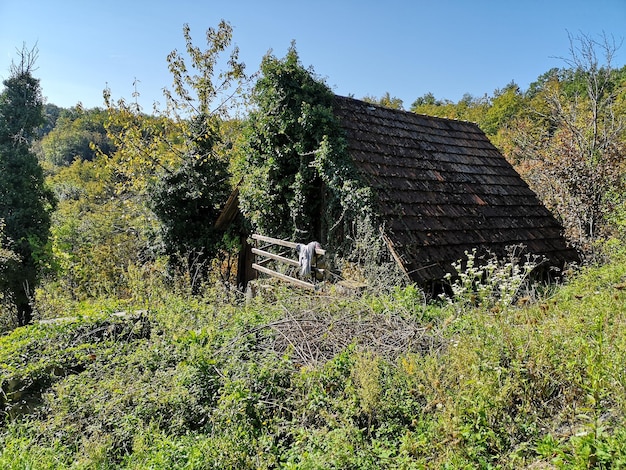 Foto planten groeien op oud land tegen de lucht.