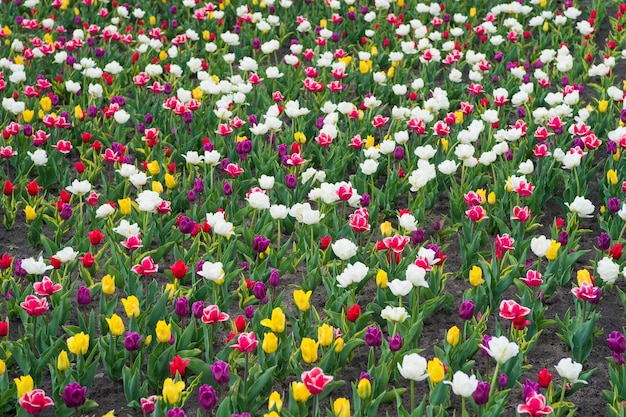 Planten hebben goede zorg nodig harmonie in meditatie natuur is mens antistress Prachtig gekleurde tulpenvelden Holland in het voorjaar Kleurrijk tulpenveld Nederland Bollenvelden in het voorjaar