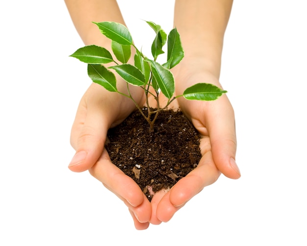 Planten in de grond op witte achtergrond