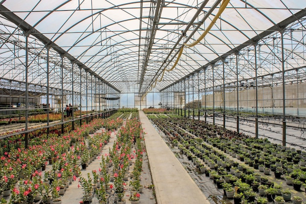 Planten in de kas