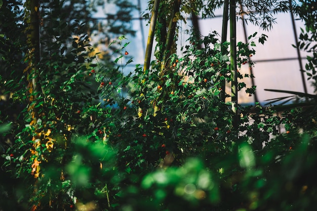 Planten In De Oranjerie