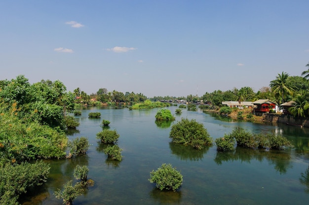 Foto planten in de rivier