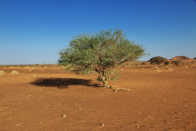 Planten in de sahara woestijn van soedan