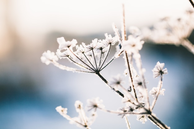 Planten in de winter bedekt met vorst en sneeuw