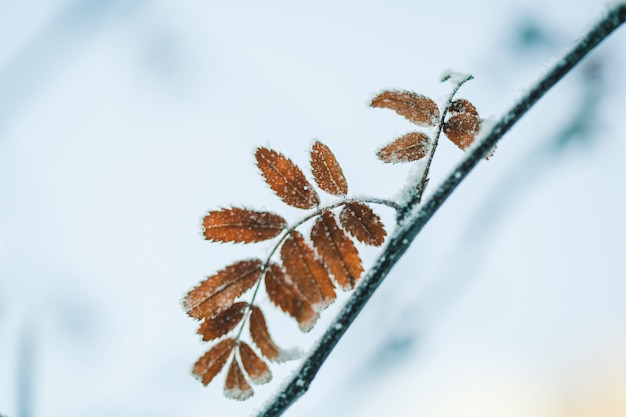 Planten in de winter bedekt met vorst en sneeuw