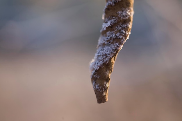 planten in een koude, bevroren wintermorgen bedekt met witte vorst