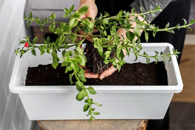 Planten in een witte rechthoekige bloempot