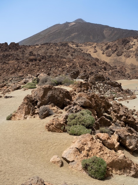 Planten in het gezichtspunt van de San Jose Mines in het Teide National Park Tenerife