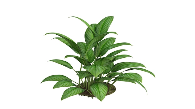 planten in het huis