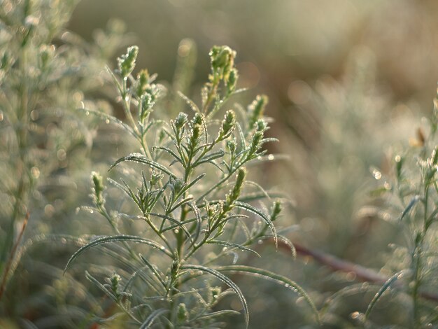 Planten in het ochtendlicht