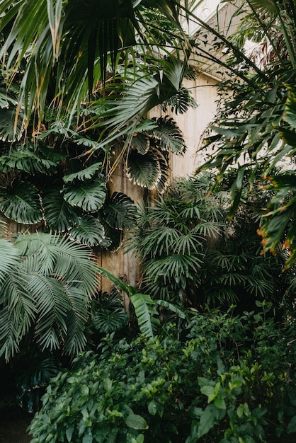 Foto planten in het palmhuis