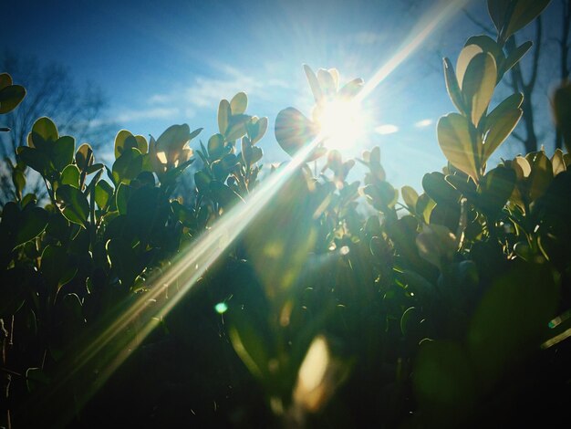 Foto planten in het veld