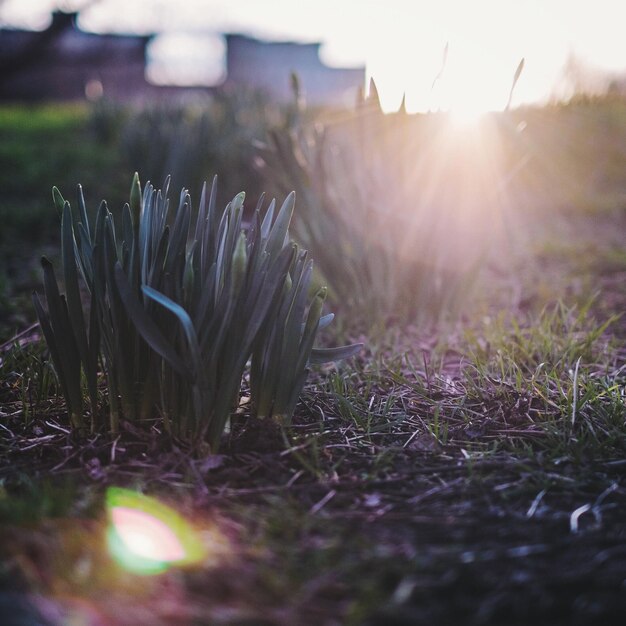 Foto planten in het zonlicht