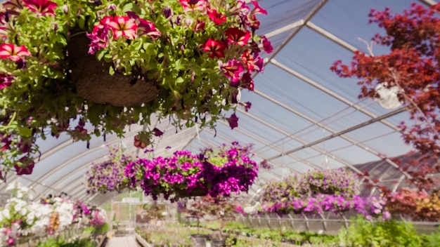 Planten in kas bij tuincentrum.