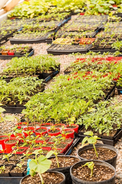 Planten in kleine containers in de kas.