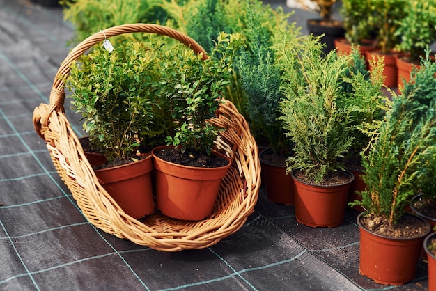 Planten in potten en gereedschap op de grond Conceptie van tuinieren