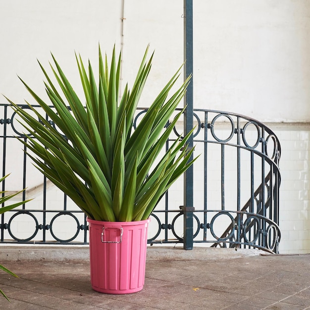 Foto planten in potten met een reling tegen de muur