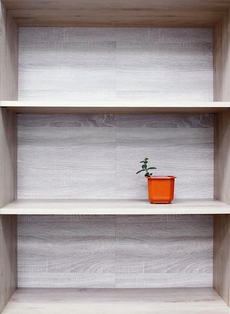 Planten in potten op de plank thuis