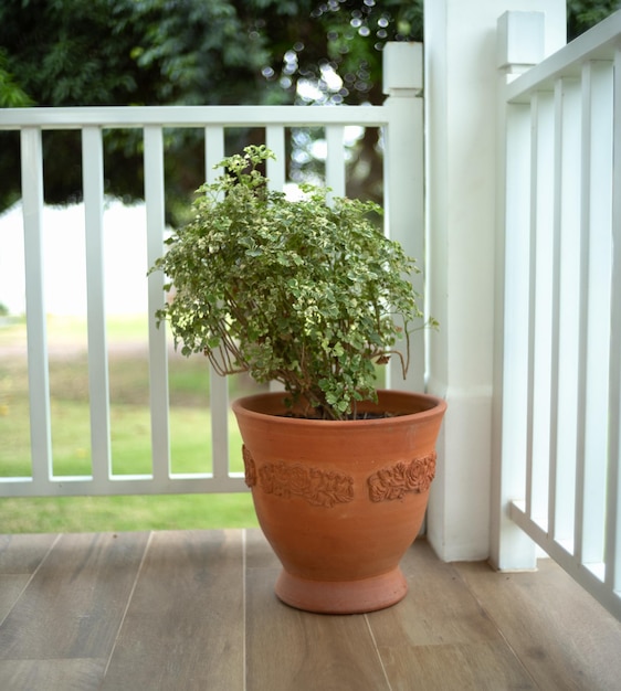 Foto planten in potten op het balkon