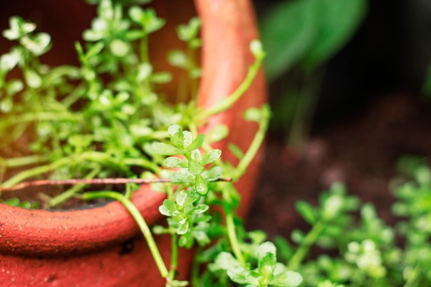 planten in potten.