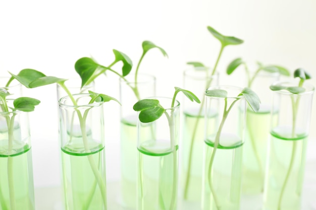 Planten in reageerbuizen op een lichte achtergrond