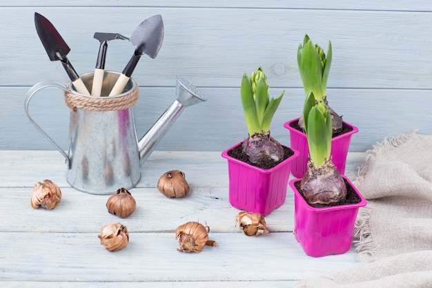 Planten in roze potten, zaden en gieter met gereedschap