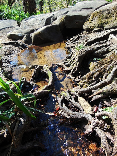 Foto planten in water