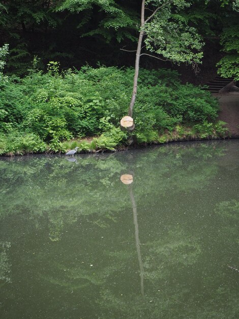 Foto planten in water