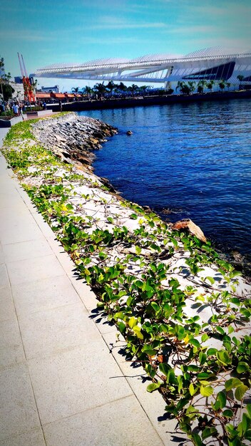 Foto planten in water