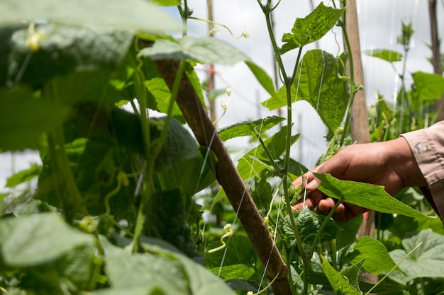 Planten komkommers op een boerderij. boerderij en tuin