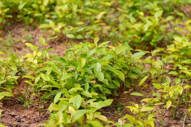 Planten kweken in potten en plantenteelt